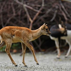 Blackbuck (Antilope cervicapra)