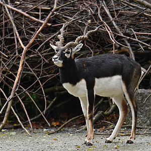 Blackbuck (Antilope cervicapra)