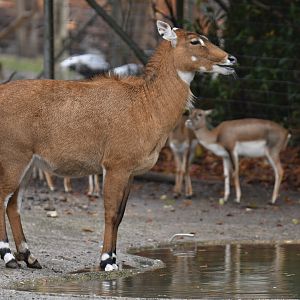 Nilgai (Boselaphus tragocamelus)
