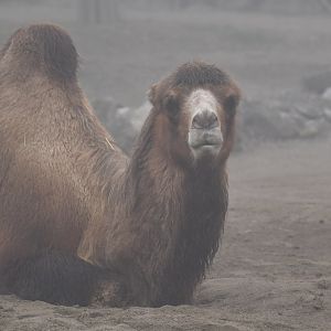 Domestic camel (Camelus bactrianus)