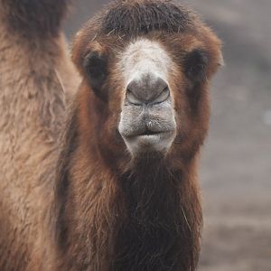 Domestic camel (Camelus bactrianus)