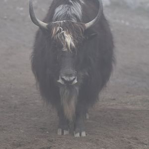 Domestic Yack (Bos mutus)