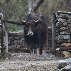 Domestic Yack (Bos mutus)