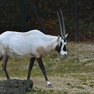 Arabian oryx (Oryx leucoryx)