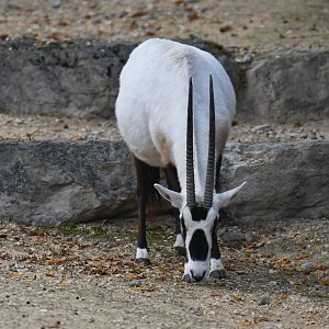 Arabian oryx (Oryx leucoryx)