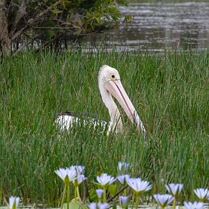 Australian Pelican