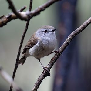 Brown Gerygone