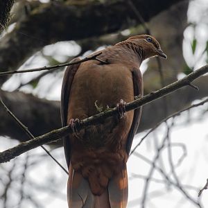 Brown Cuckoo-dove
