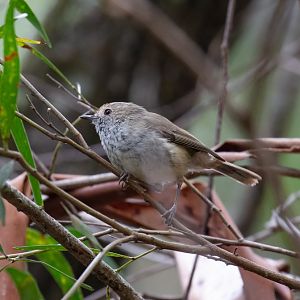 Brown Thornbill
