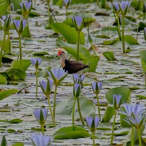 Comb-crested Jacana