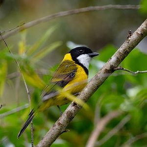 Golden Whistler