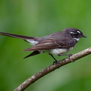 Grey Fantail