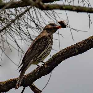 Olive-backed Oriole with lunch