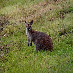 Red-necked Wallaby