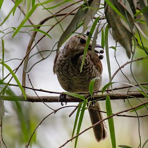 Regent Bowerbird female