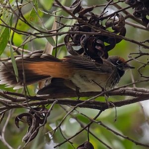 Rufous Fantail