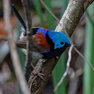 Variegated Fairy Wren