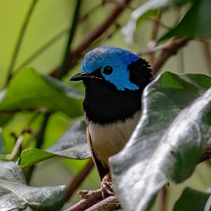 Variegated Fairy Wren