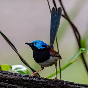 Variegated Fairy Wren
