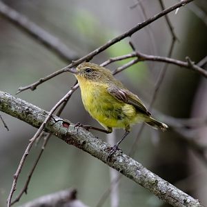 Yellow Thornbill