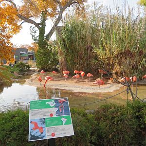 Flamingo/Ibis Lagoon (Front Side)