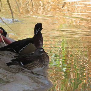 (Presumably) Wild Wood Ducks