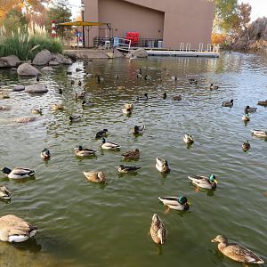 Assorted Waterfowl