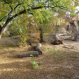 Mexican Gray Wolf Enclosure