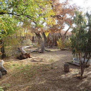 Mexican Gray Wolf Enclosure