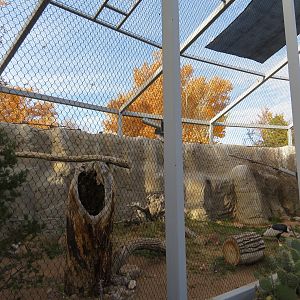 Andean Condor Aviary