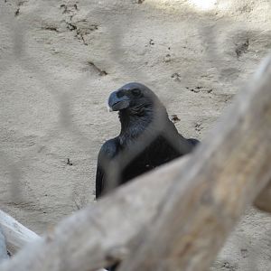 White-necked Raven