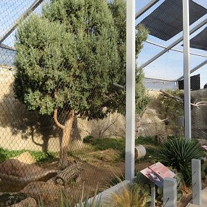 Steller's Sea-Eagle Aviary