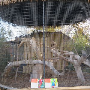 Macaw Aviary