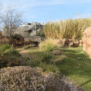 Aldabra Giant Tortoise Enclosure