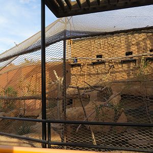 Mixed Species Aviary (4 spp)