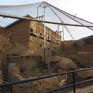 Mixed Species Aviary (4 spp)