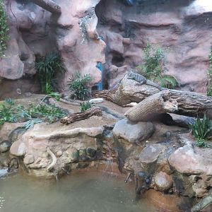 Grand Cayman Blue Iguana Enclosure