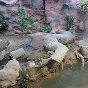 Komodo Dragon Enclosure