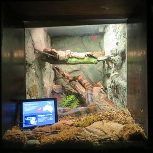 Bismarck Ringed Python