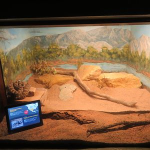 Western Diamondback Rattlesnake