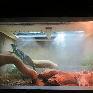 Green (Plumed) Basilisk