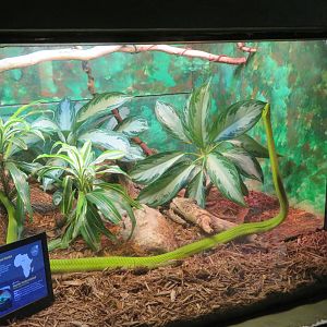 East African Green Mamba