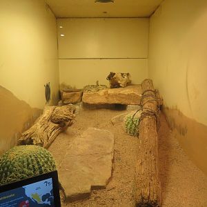 Black-tailed Rattlesnake