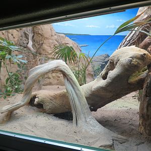 Grand Cayman Blue Iguana Enclosure