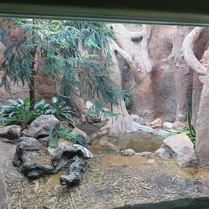Mangshan Pitviper Enclosure