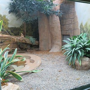 King Cobra Enclosure
