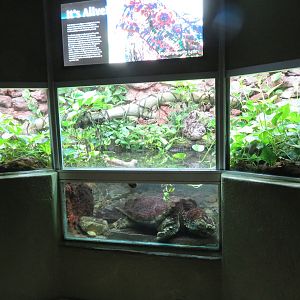 Alligator Snapping Turtle