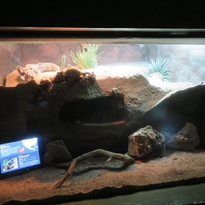 Gila Monster Enclosure