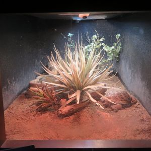 Ornate/Western Box Turtle