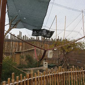 Ruffed Lemur Enclosure